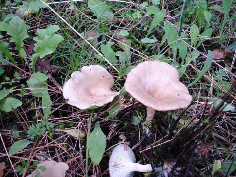 2 dic.Murgia barese (Clitocybe sp.)